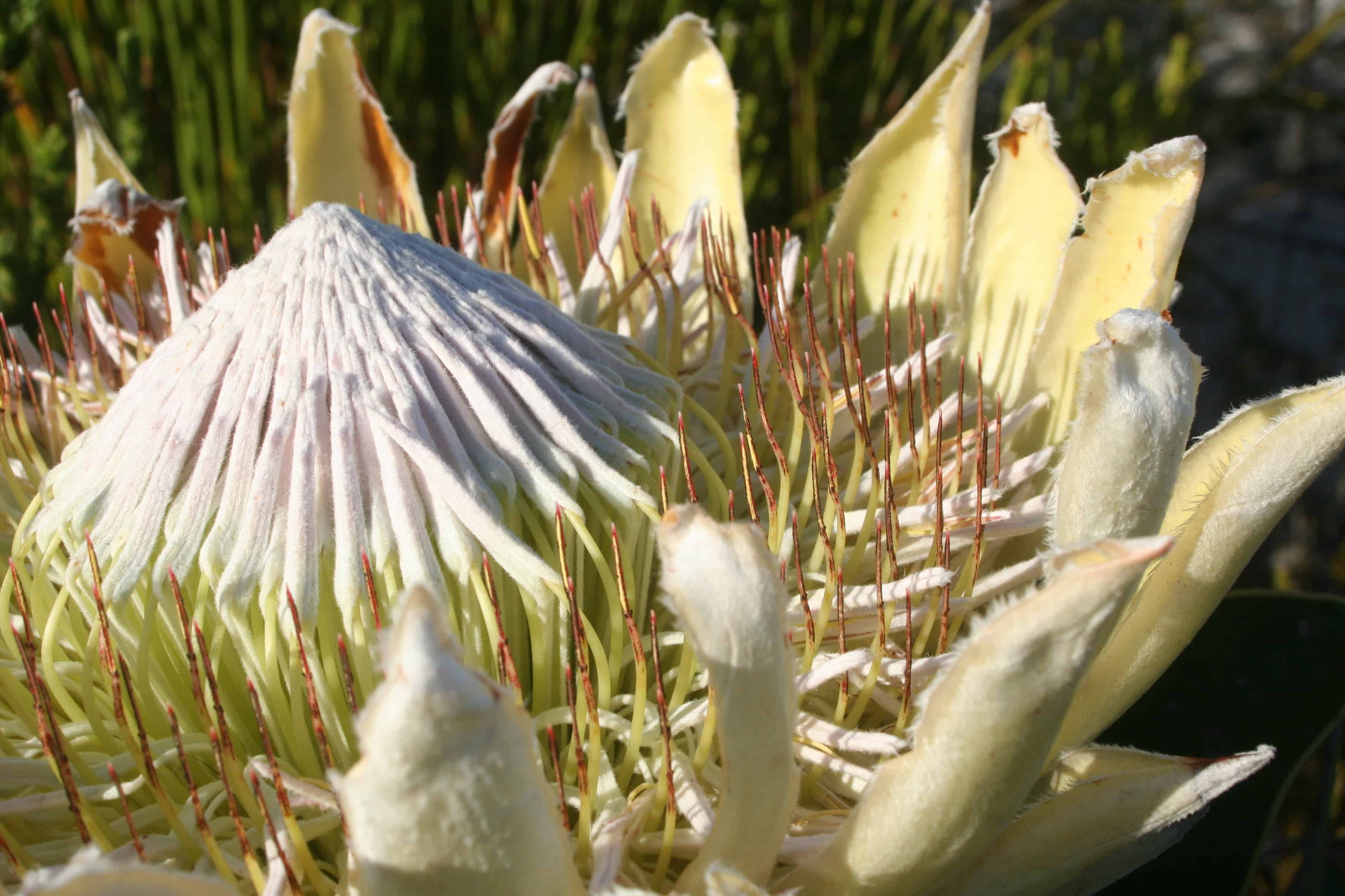 farm-215-11-fynbos-2