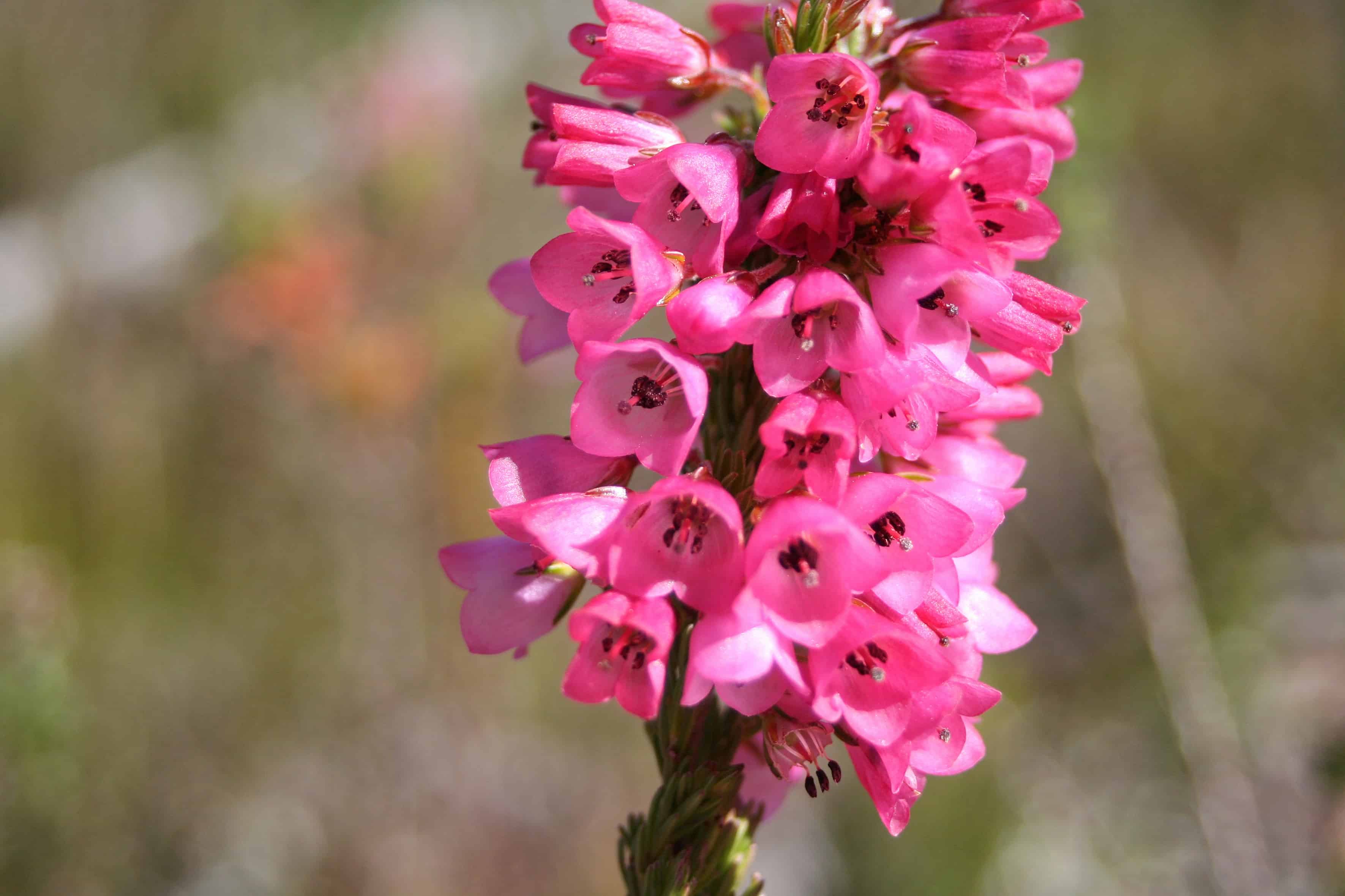farm-215-11-fynbos-22