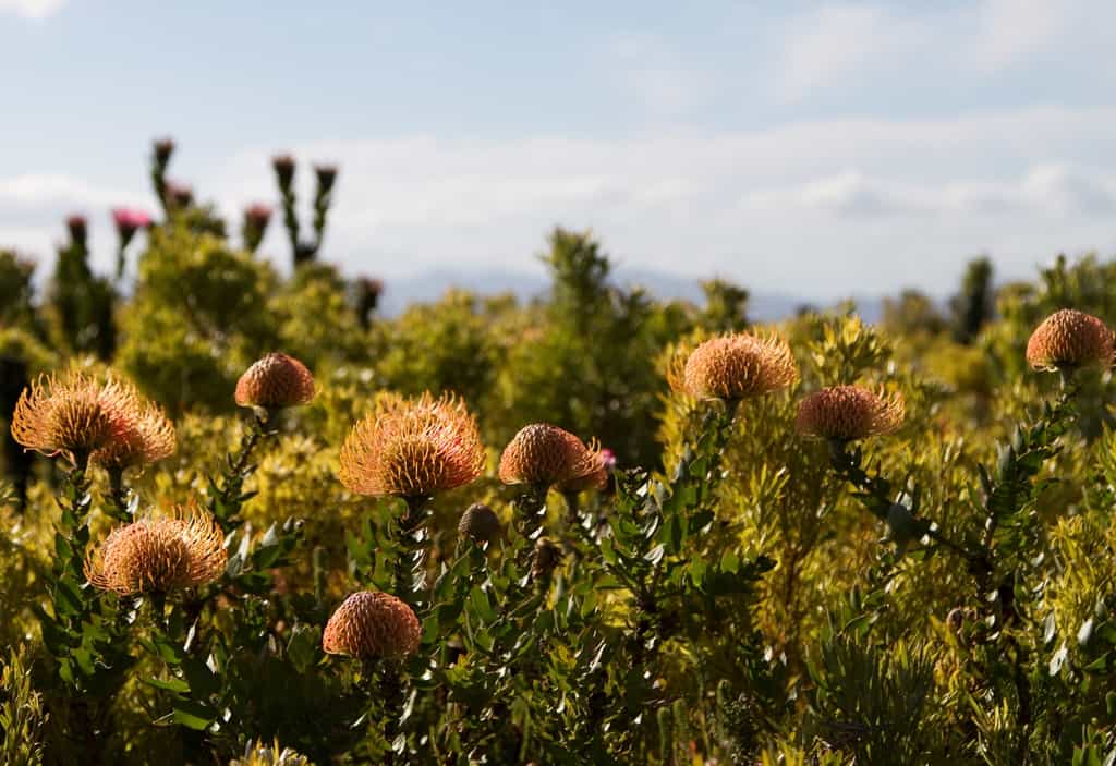 farm-215-11-fynbos-8