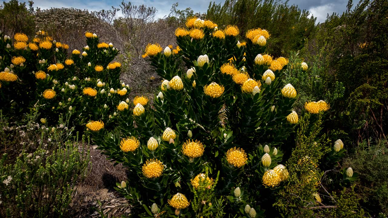 farm-215-11-fynbos-9