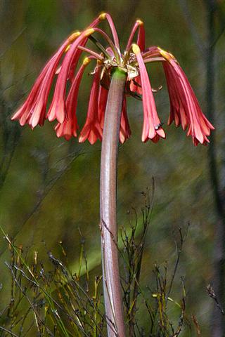 fire-lilly