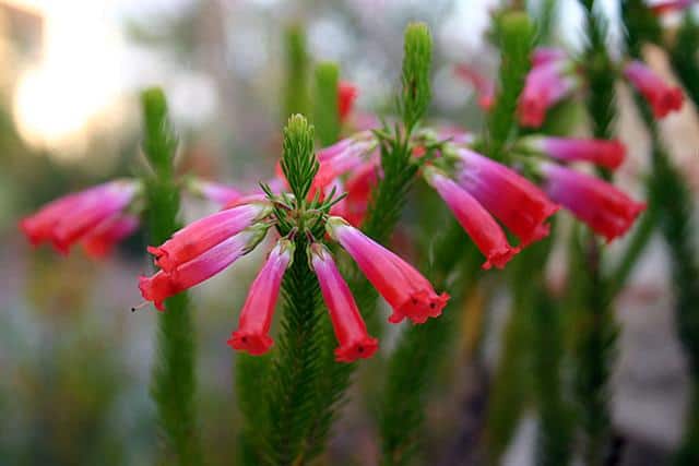 fynbos-erica