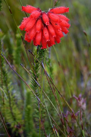 fynbos-erica