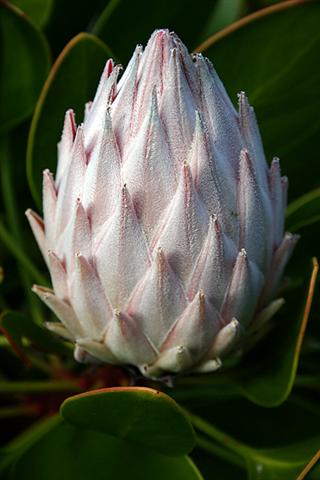 fynbos-king-protea