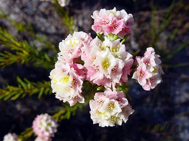 fynbos-lachnaea-densiflora