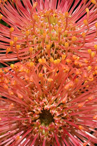 fynbos-leucospermum-open