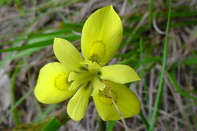 fynbos-moraea-papilionacea