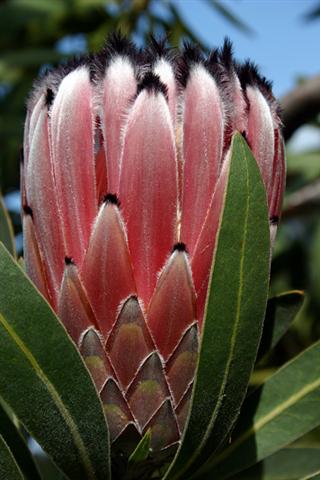 fynbos-protea-neriifolia