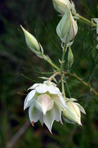 fynbos-seruria blushing-bride
