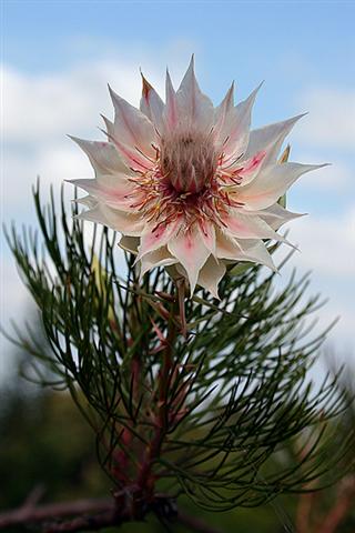 fynbos-seruria-blushing-bride,hiking tours South Africa