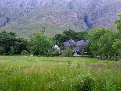 jonkershoek-jacarandas