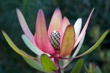 Fynbos walking