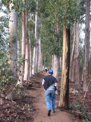 stellenbosch-mountain