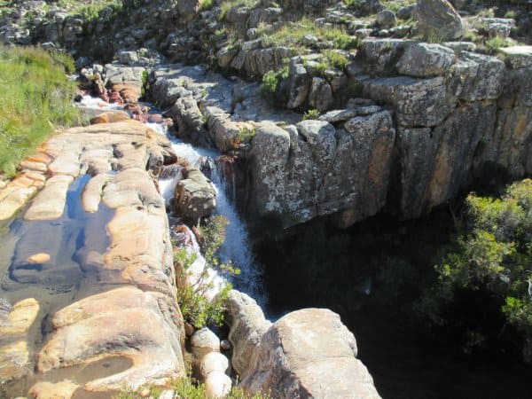disa pool