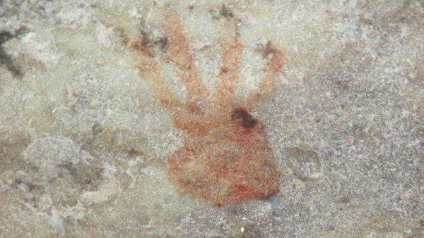 san paintings, sevilla rock art trail