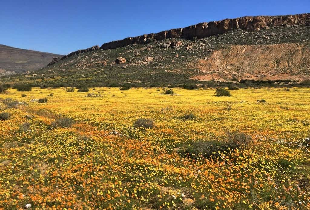 Biedouw-valley-flowers-Cederberg