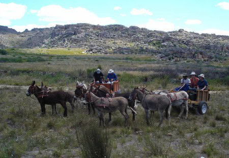 Cederberg donkey cart ride