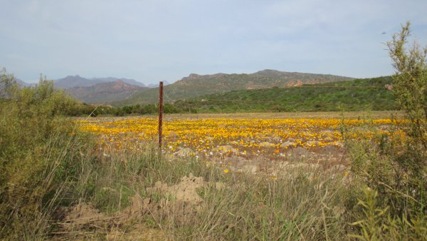 wild flowers Krakadouw area