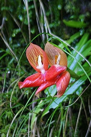 Cape disa