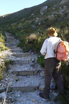 Elephant path, Hermanus Walk