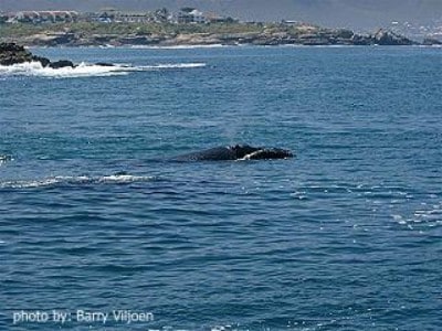 Whale watching,cliffpath, Hermanus Walk