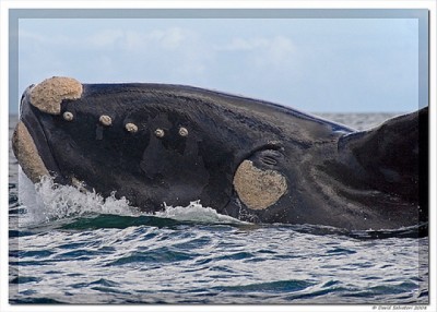 Walking route for whale watching, Hermanus Walk