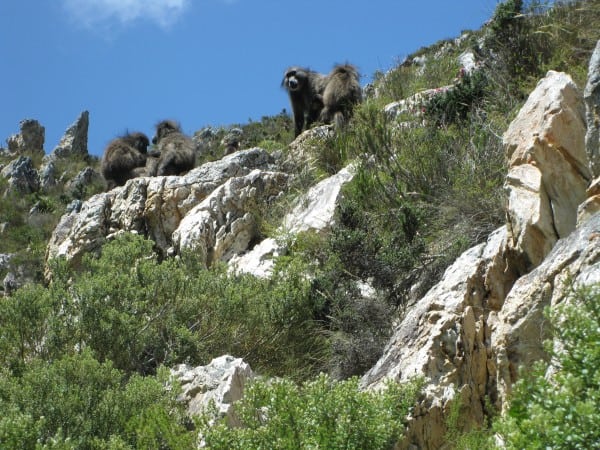 Baboons, Contour path, Fernkloof, Hermanus Walk