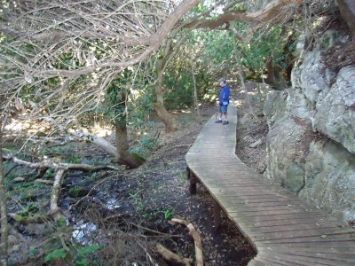Milkwood forest hike,  Hermanus Walk