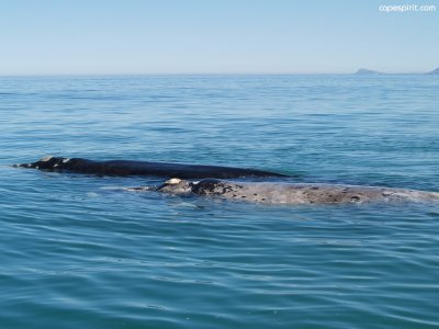 Hermanus Walk