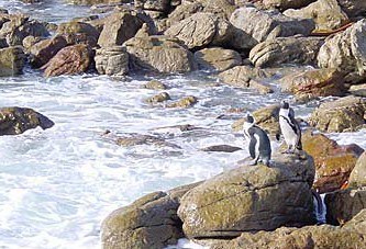 Stony point penguins
