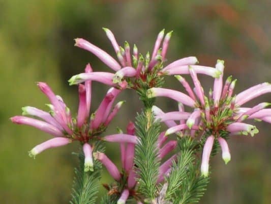 fynbos,kogelberg walk