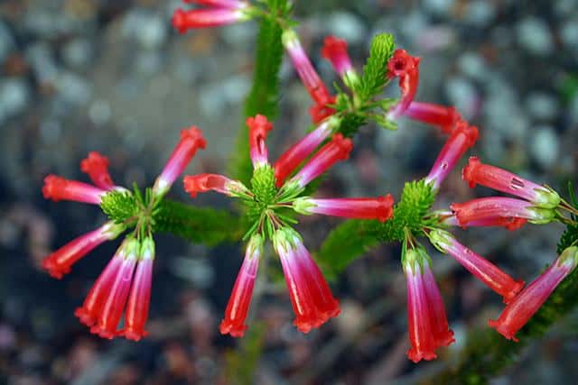 Reviews, walking and cycling  holidays in South Africa,Franschhoek valley Walk, Fynbos Erica