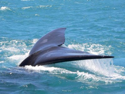 Wanderreise in Südafrika,Fischerdörfer,Robben,Delfine und Wale,West Coast Walk