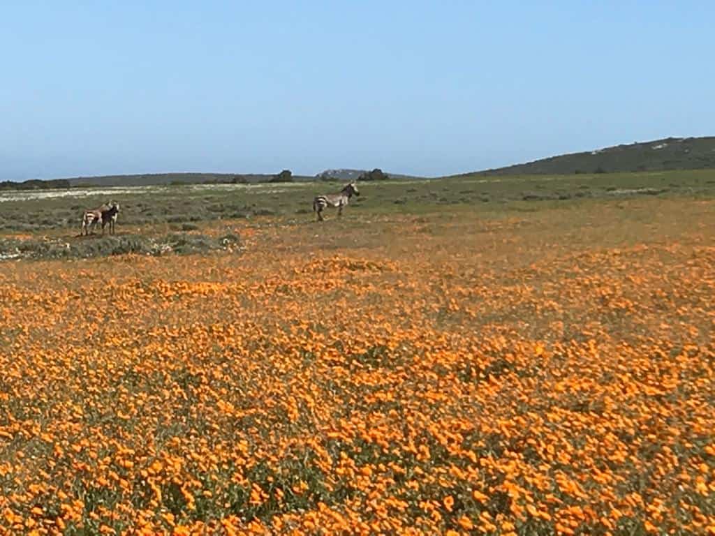 West Coast Cycling