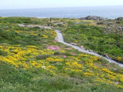 Wildflowers hike, West Coast Walk