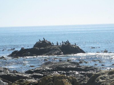 Sea birds,West Coast Walk
