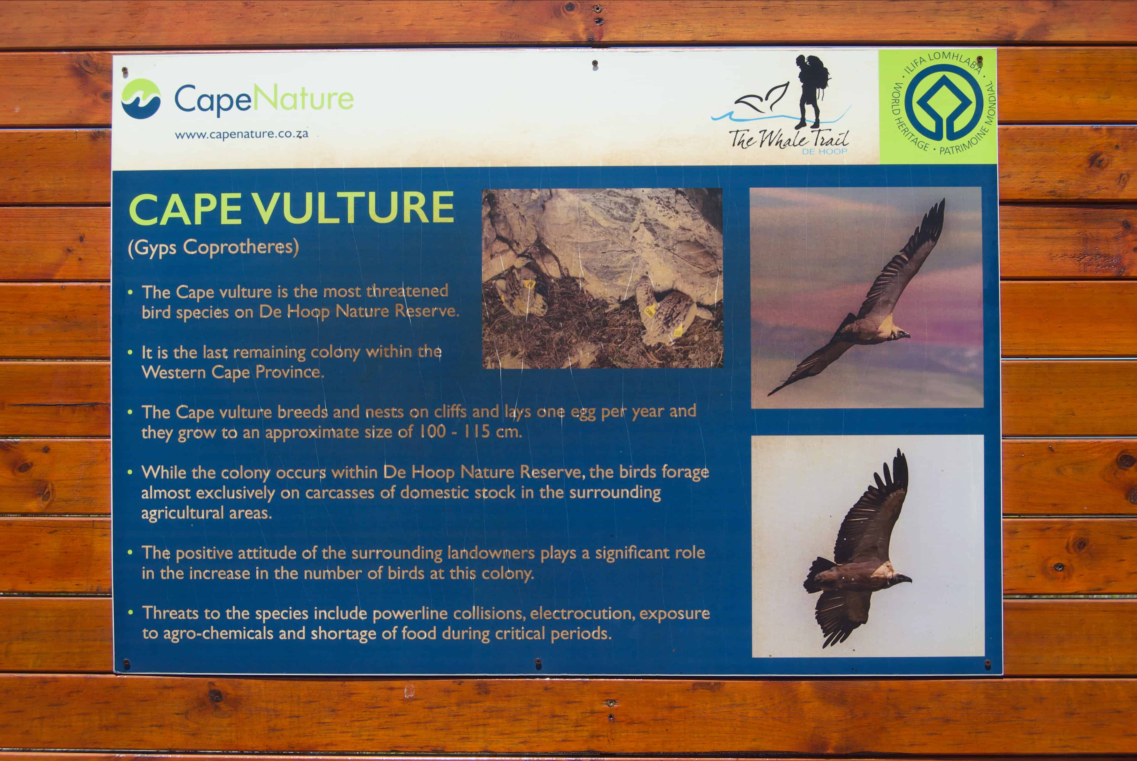 vulture experience