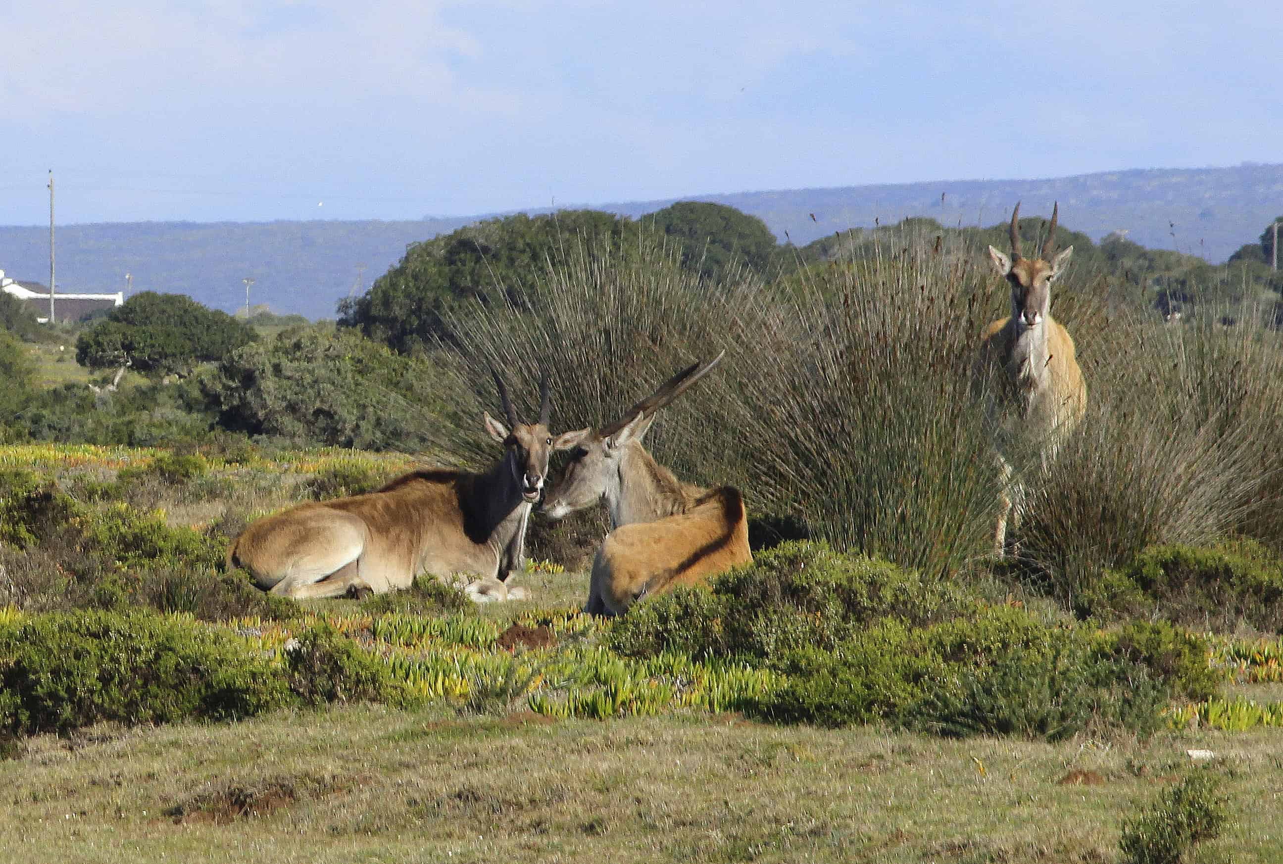 flora, fauna and landscapes