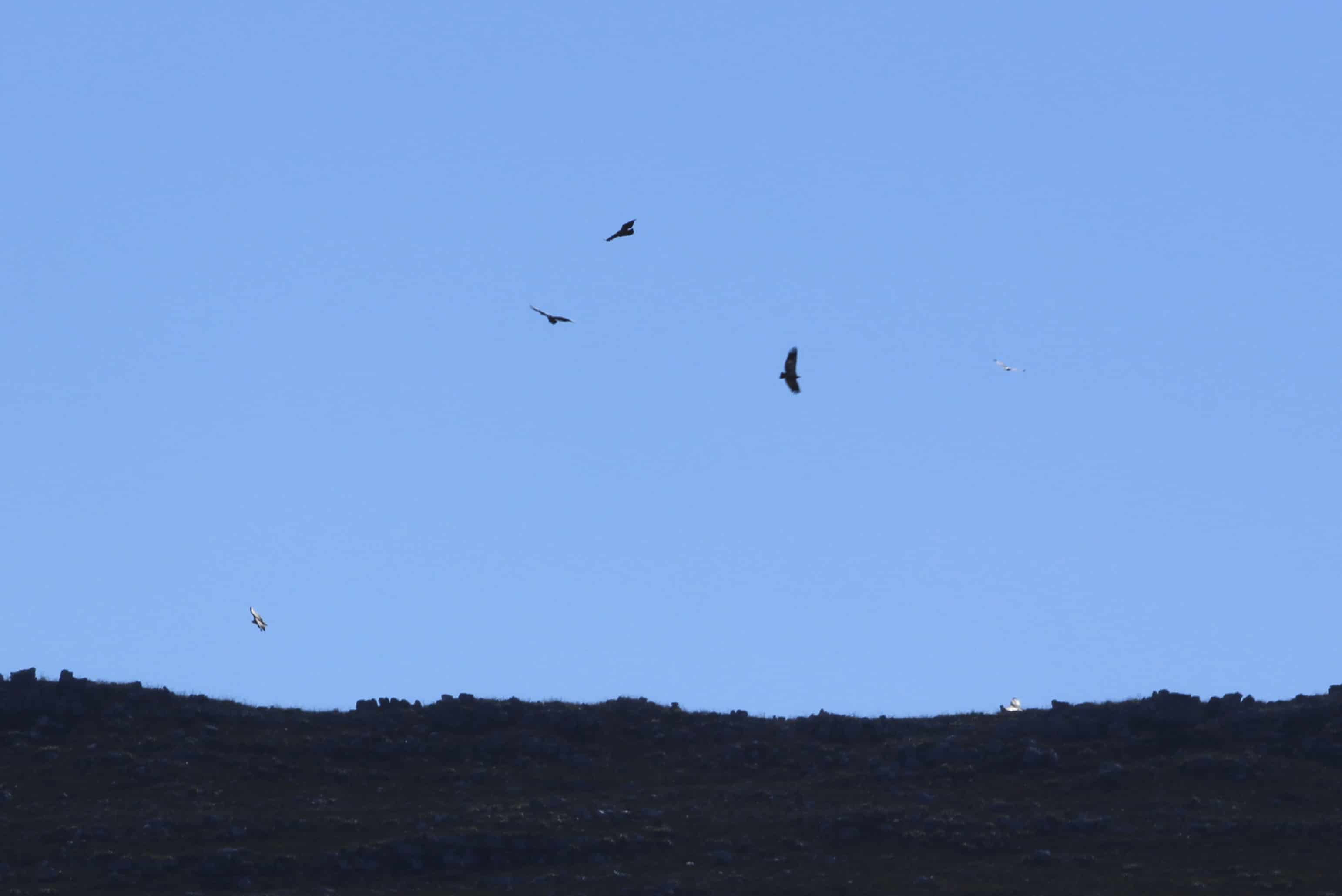 vulture experience
