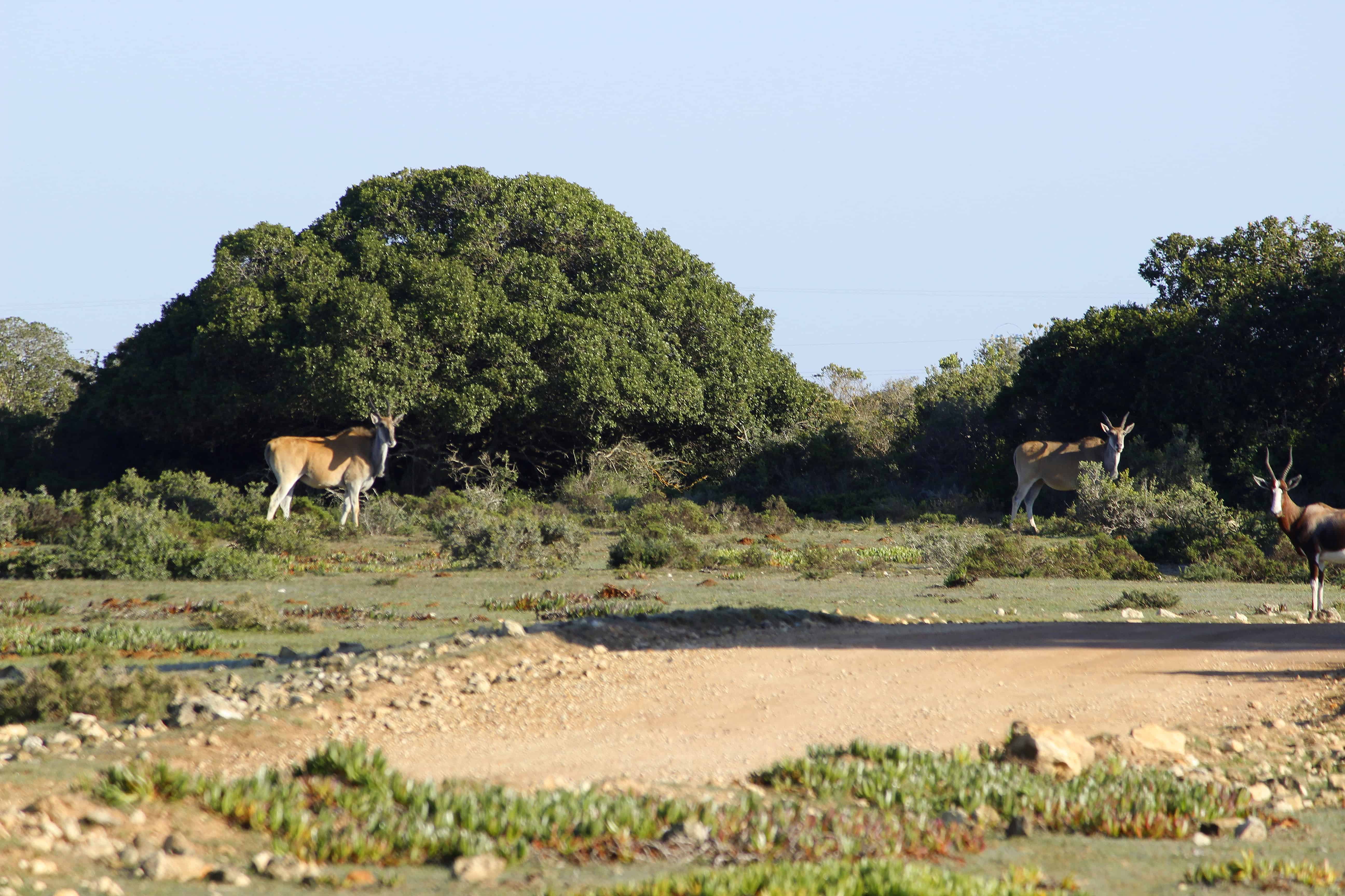 flora, fauna and landscapes