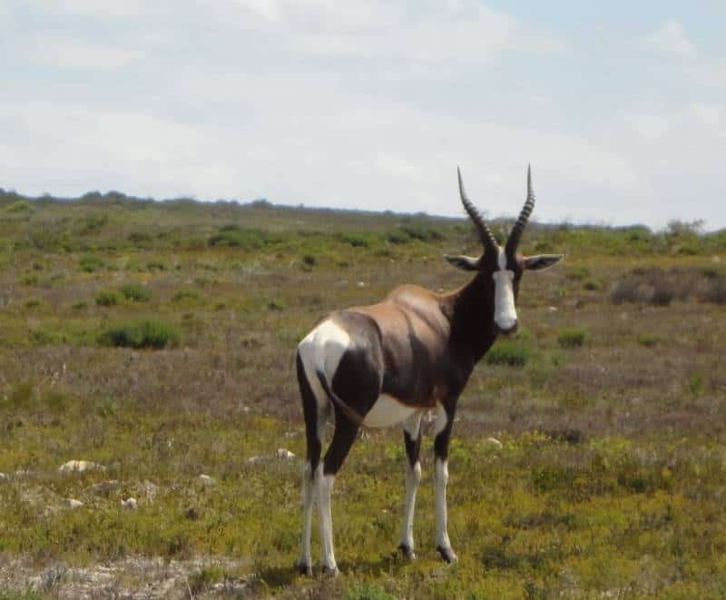 flora, fauna and landscapes