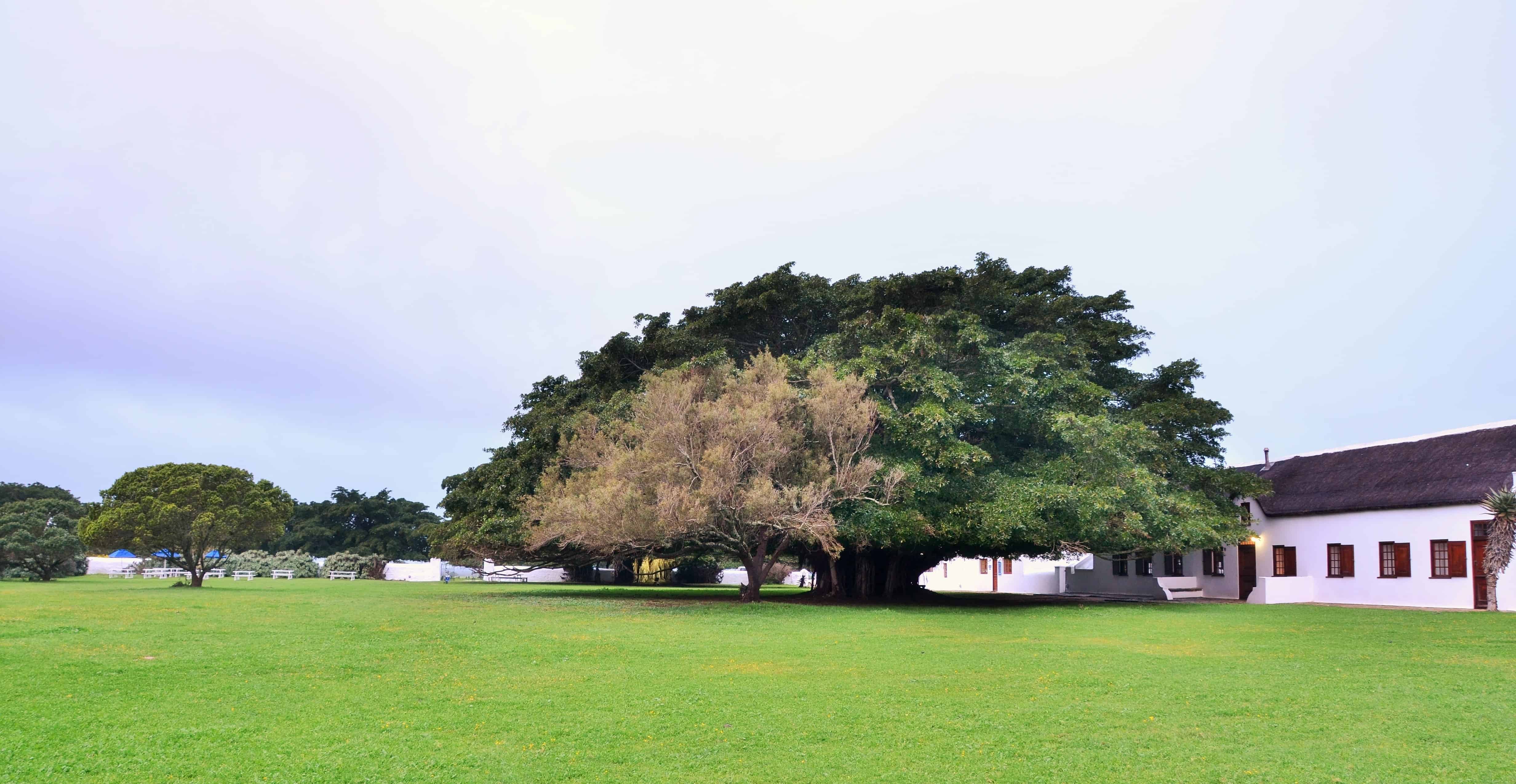 flora, fauna and landscapes