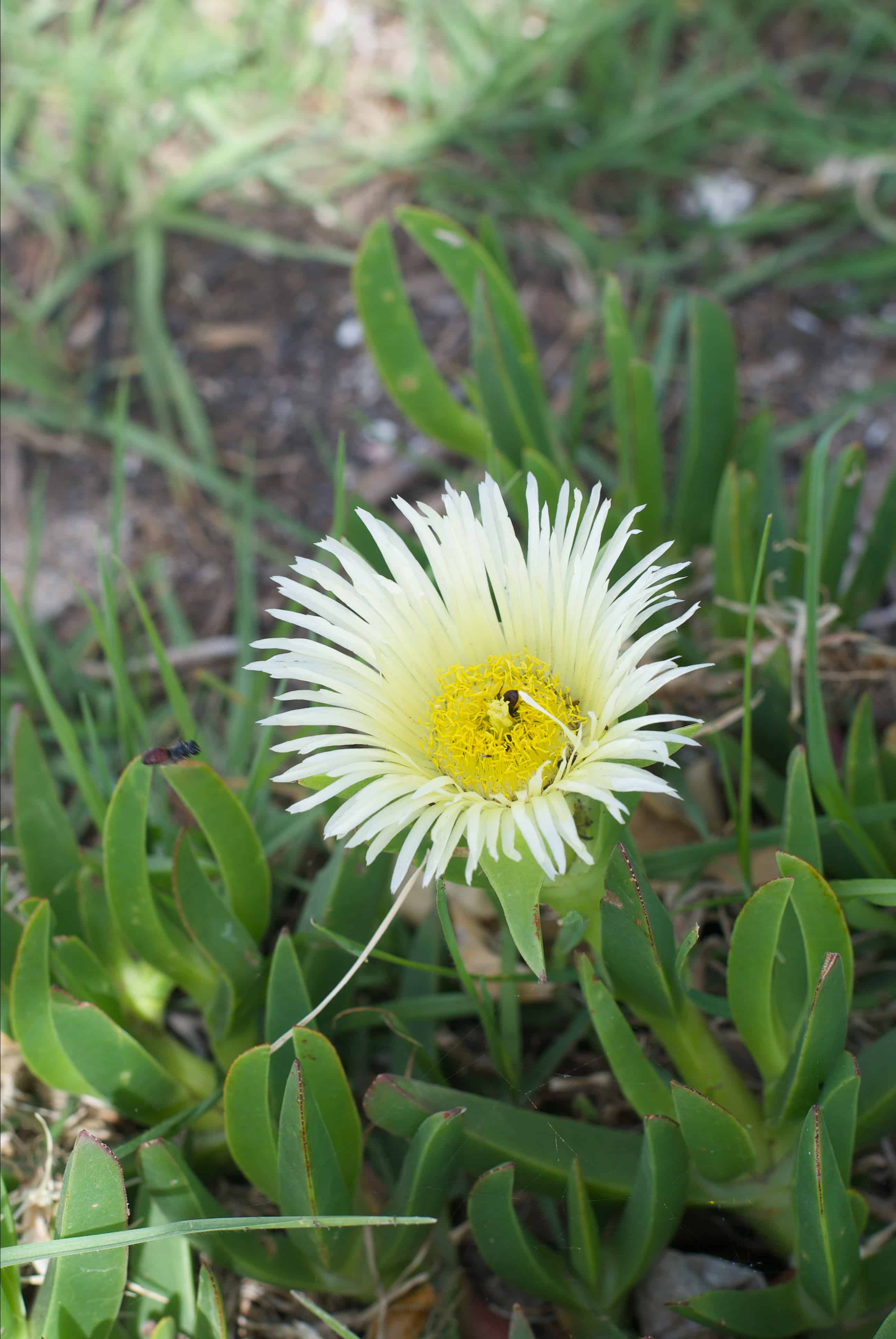 flora, fauna and landscapes