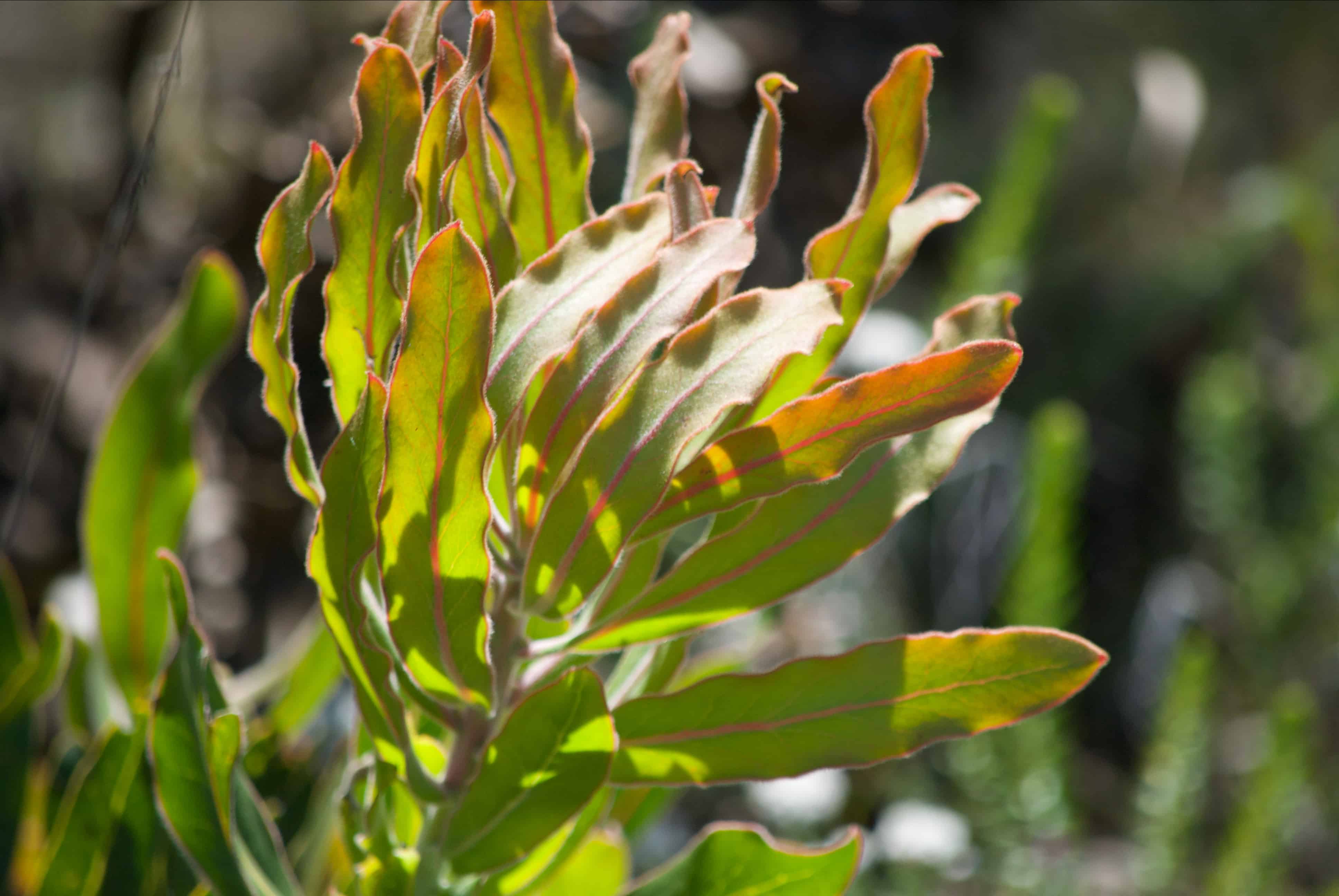 flora, fauna and landscapes