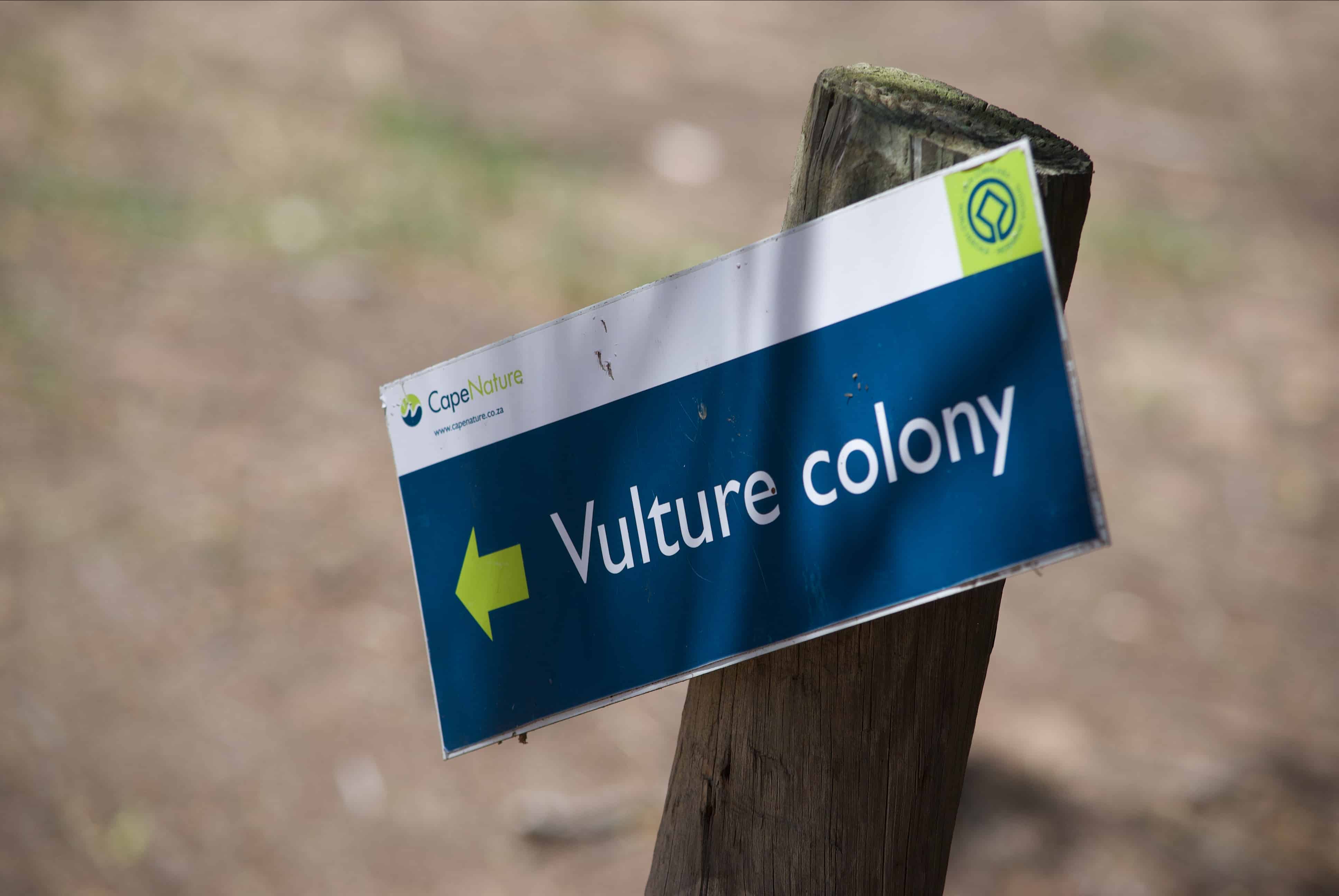 vulture experience