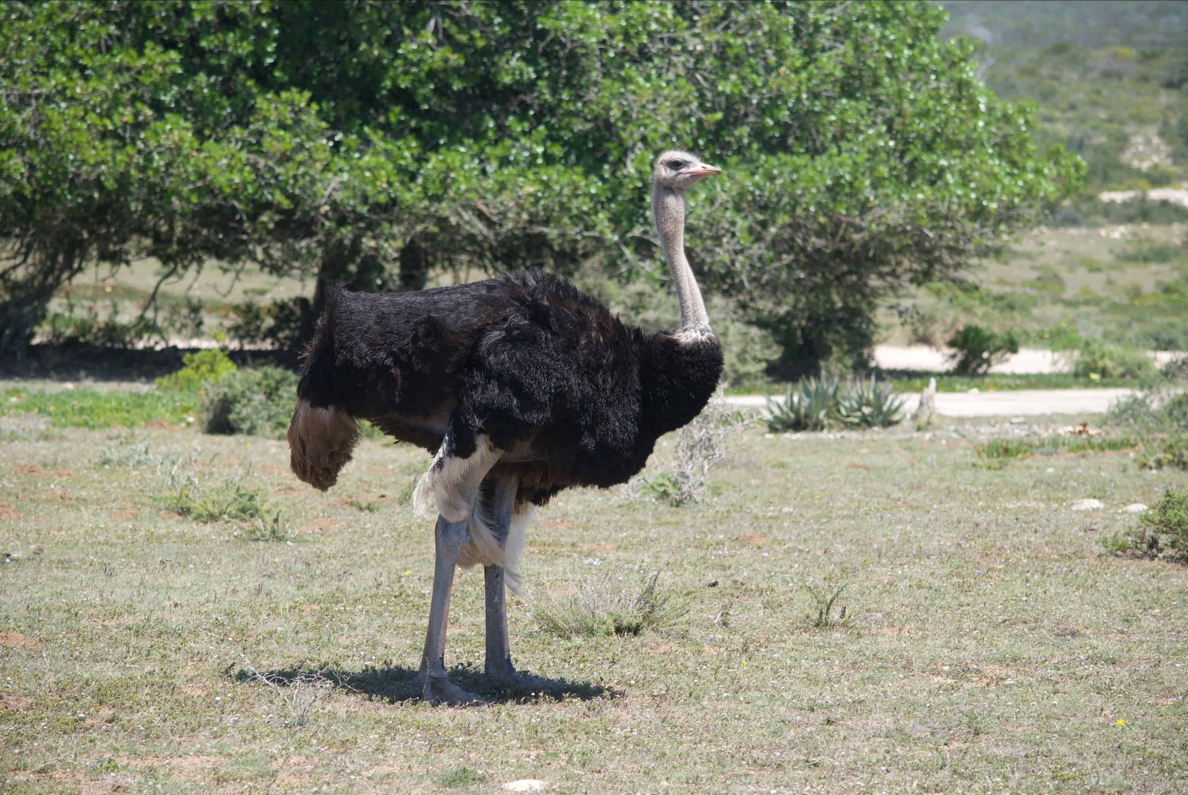 flora, fauna and landscapes