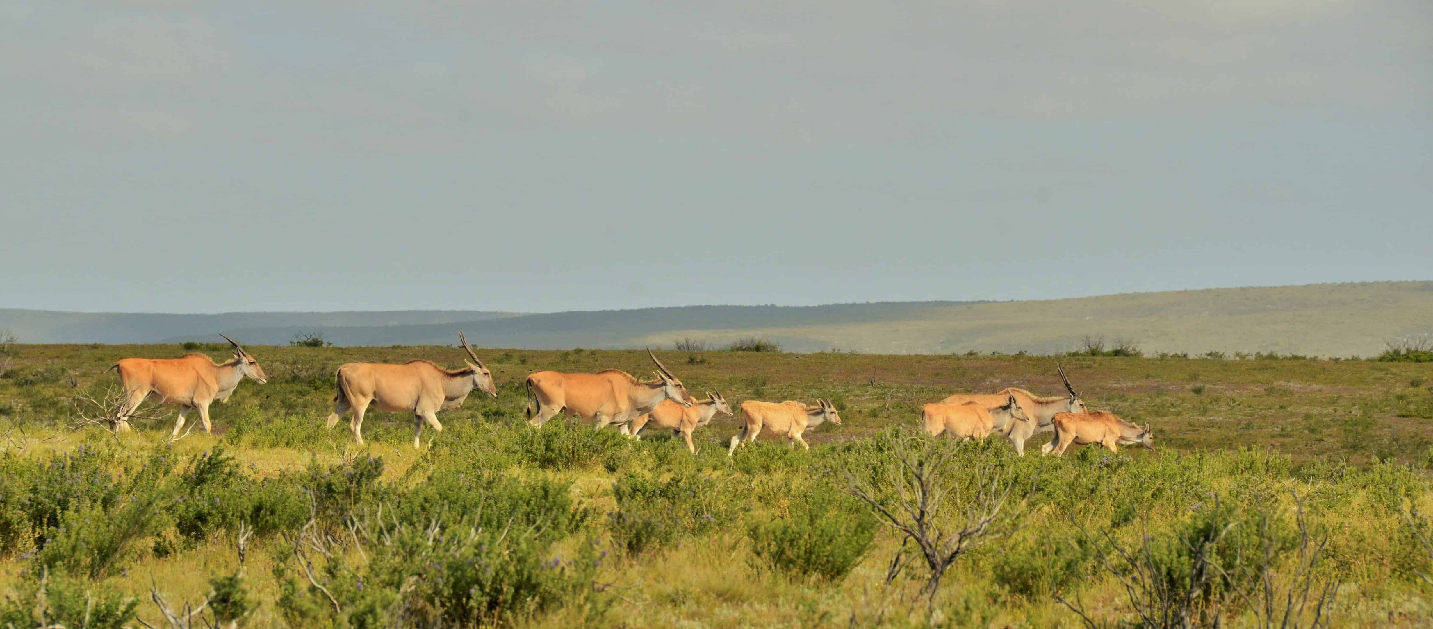flora, fauna and landscapes