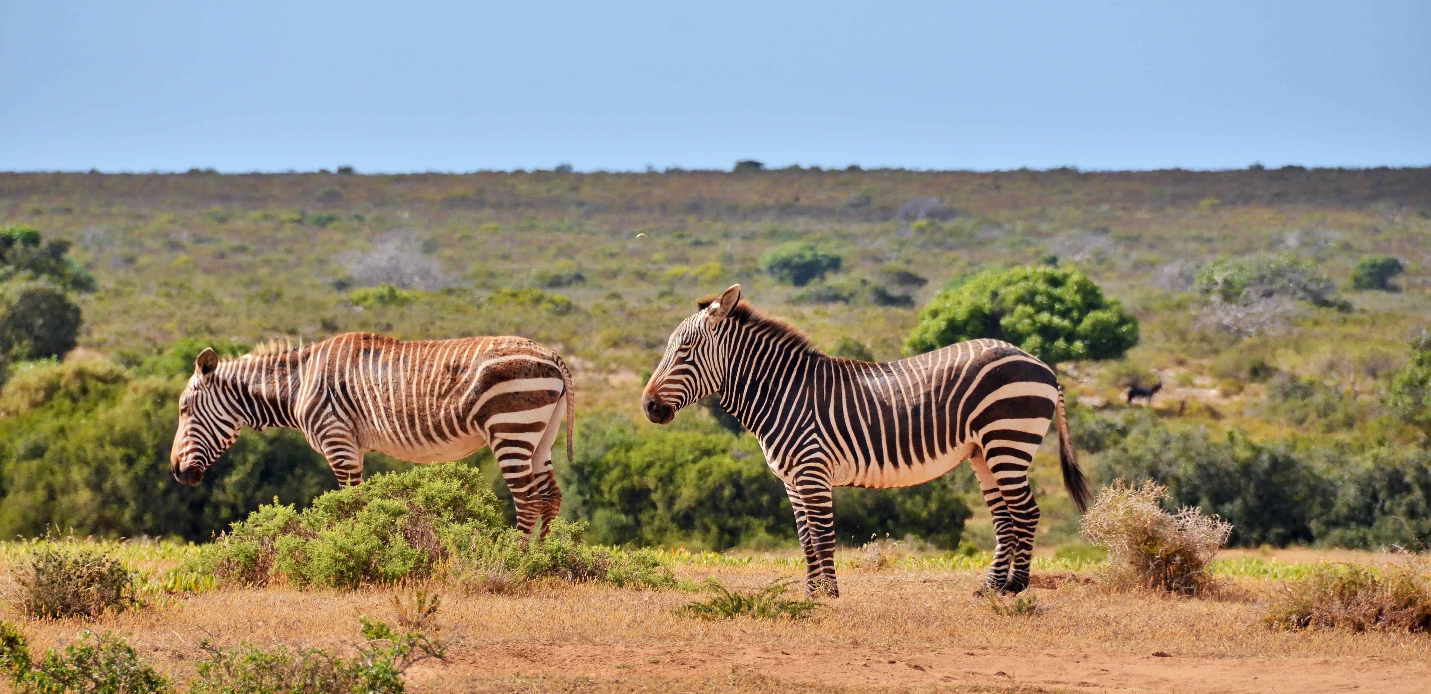 flora, fauna and landscapes