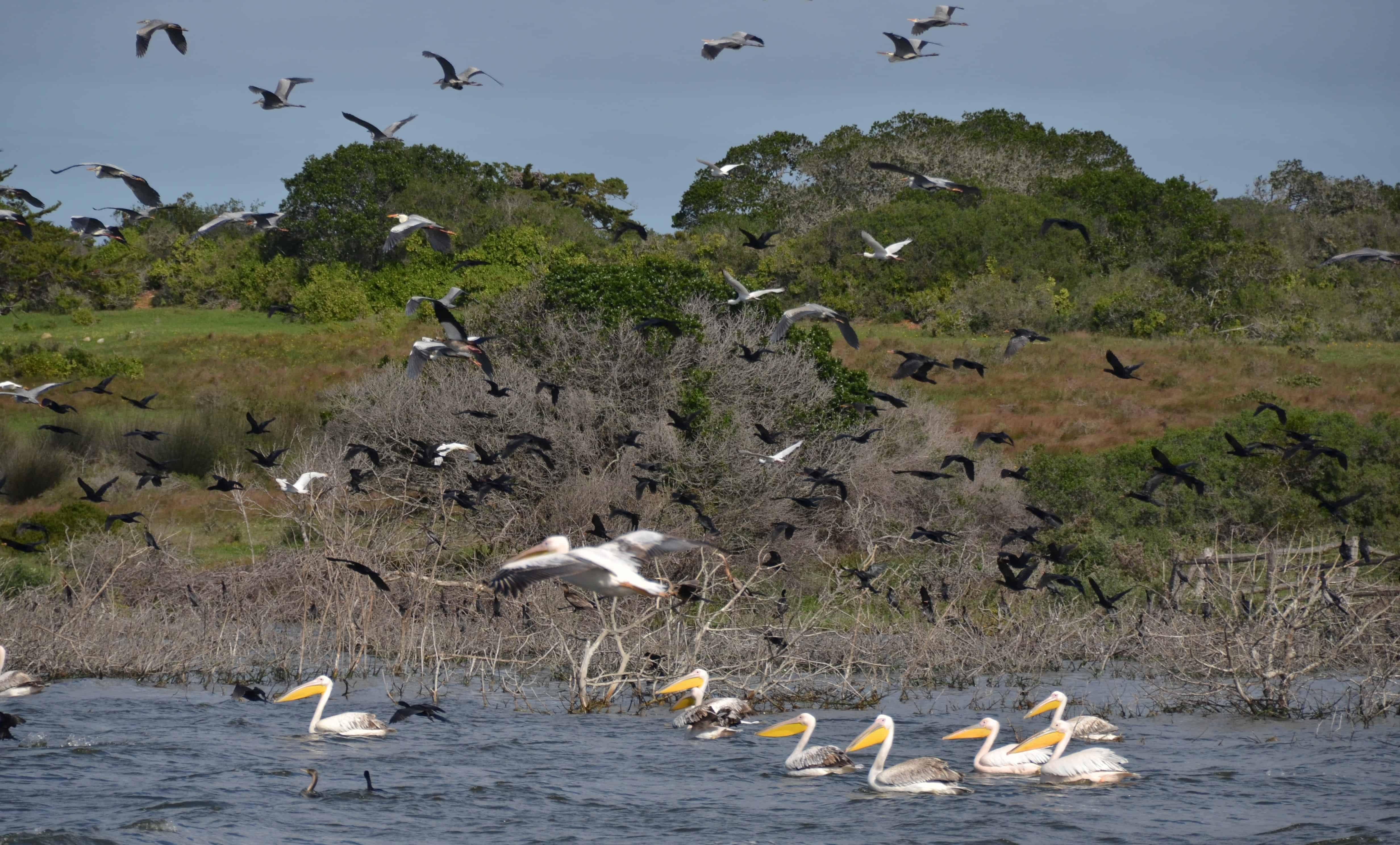 flora, fauna and landscapes