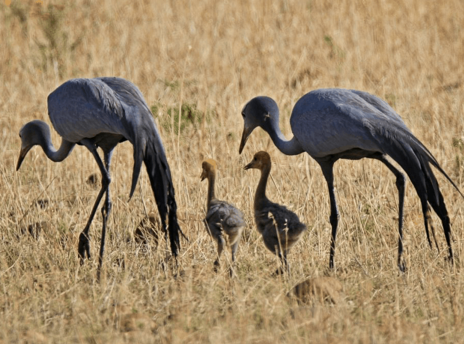 flora, fauna and landscapes